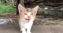 助けを求めるように『何度も何度も鳴いていた子猫』→そっと指を近づけると……驚きの光景が59万再生「出会えてよかった」「表情が泣ける」