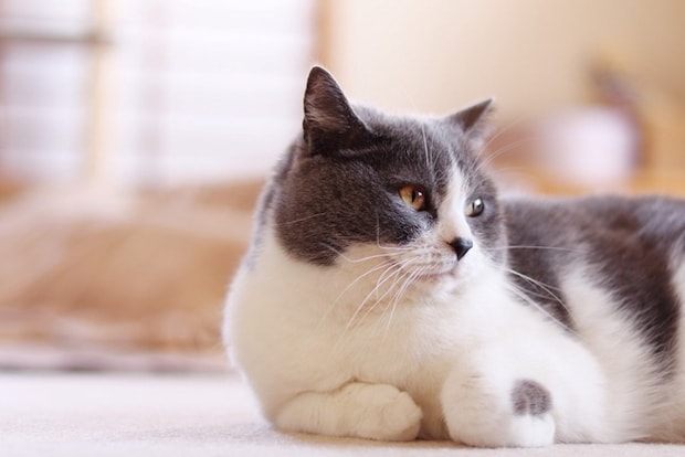 機嫌が良さそうな猫