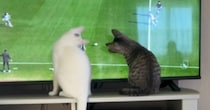 テレビで『サッカーの試合』を見ていたら、猫が…全然集中できない『爆笑の展開』が44万再生「内容入ってこないｗ」「ちゃんと追うんだｗ」