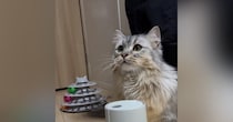 加湿器からモクモクと出てくる『水蒸気が気になった猫』→夢中になって…たまらなく可愛い行動に「興味津々だねｗ」「朝から癒された」と反響