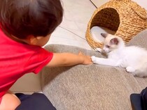 赤ちゃんと保護子猫が一緒に遊んだ結果→まるで本当の兄弟のようで…愛おしすぎる『ふれあいの光景』に反響「可愛いが止まらない」「微笑ましい」