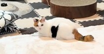 伏せていた猫→ゆっくりと起き上がると……予想外の展開と『可愛すぎる模様』が81万再生「模様に目がいったｗ」「ハートを届けにｗ」