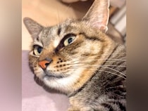 ネコに『今日は何をしていたのか』と聞いた結果…どう見ても『言葉を理解している光景』が20万再生「会話が嬉しいんだろうね」「癒された」