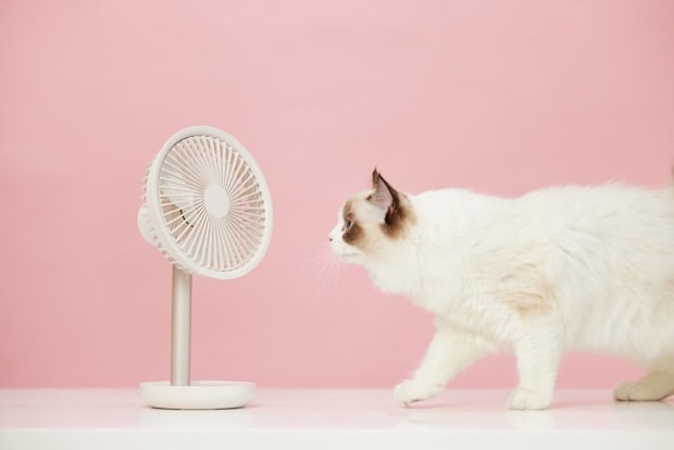 扇風機をのぞき込む猫