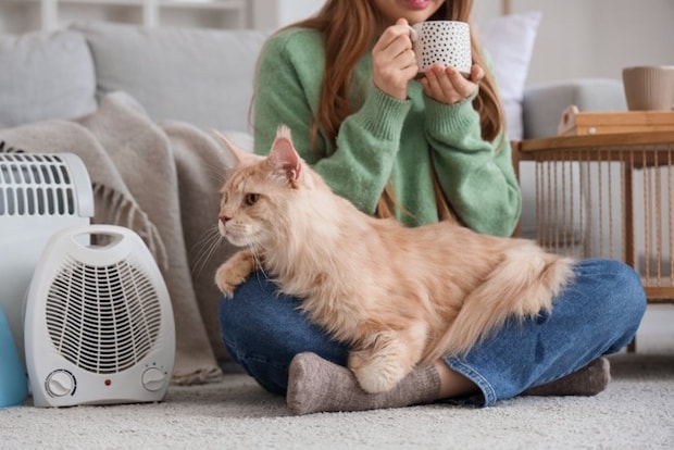 小型扇風機の横でお茶を飲む飼い主と猫
