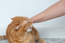 猫が『反抗期』を迎えたときの行動6つ　時期の目安から適切な接し方まで解説