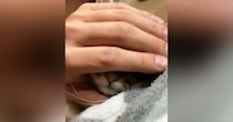 子猫の顔を『なでなで』していたら……「吹いたｗ」「ほぁぉって鳴きそう」予想を超える『衝撃のビジュアル』が63万再生「会社で爆笑した」