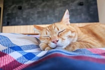 猫と『別々に寝る』ことのメリット3つ　お互いに良い影響がある場合も？