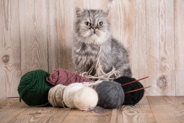 毛糸が絡まった猫