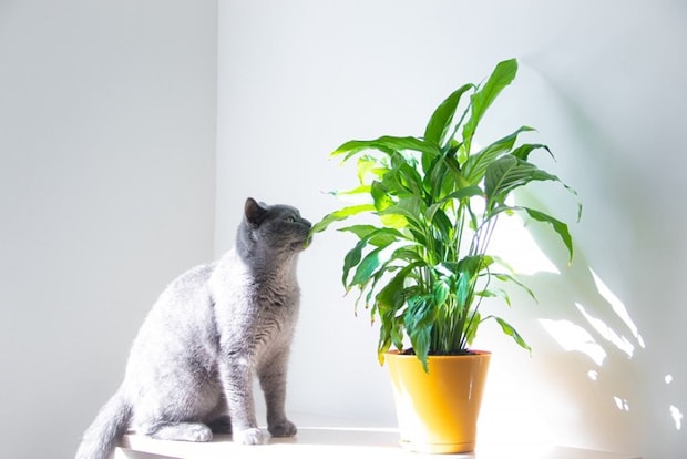 観葉植物と猫