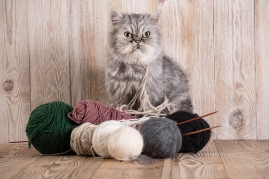 猫を死なせてしまう『家にある危険物』5選　油断できない理由や命を守る予防策も解説