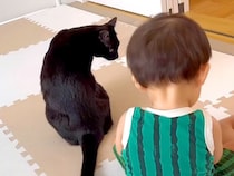 赤ちゃんのことが大好きな黒猫→片時もそばを離れず…『まるでボディーガードのような様子』が話題「愛の交換だね」「頼りがいのある兄ちゃん」