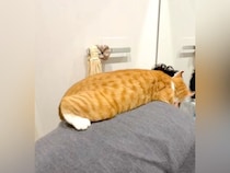 大好きなパパの背中に乗る『猫』→ママがお尻を軽く叩くと…「取り合いになってそうｗ」笑ってしまうやり取りが27万再生「朝から戦闘してて草」