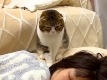 休日の朝５時、リビングで寝落ちしたママ→猫が起こそうとして…思わず笑ってしまう『攻防戦』が話題「みんなママ大好きだね」「作戦勝ち」