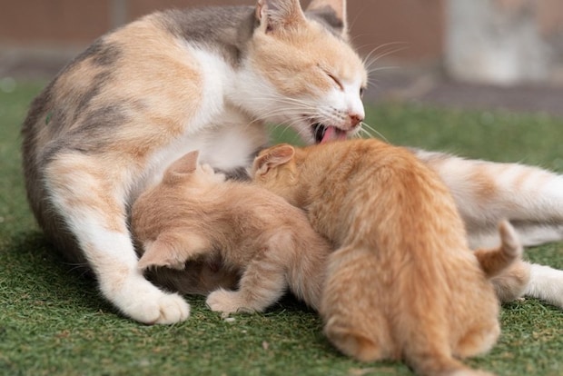 子猫の毛を舐める母猫
