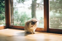 猫の『グルーミング』にはどんな意味があるの？4つの大事な役割や効果を解説