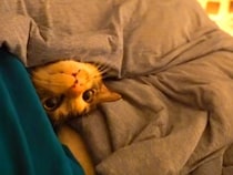 夜、猫がふとんに入ってきて…一緒に寝るかと思いきや『想定外の光景』が15万再生「前世の記憶が目覚めたような顔」「一緒にいたいんだよね」