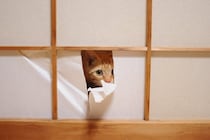 猫にやられがちな『お部屋荒らし』3選　困った行動をする心理からイタズラ対策まで