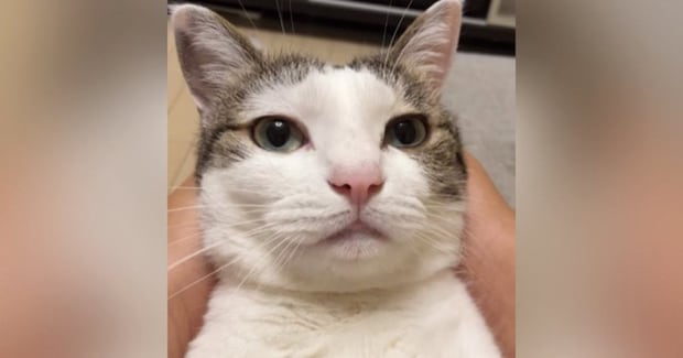 お薬を飲んだ猫に『がんばった！』と言ったら…思わず耳を疑った『まさかの返事』が158万再生「ニャンじゃないｗ」「真似してるのかなｗ」