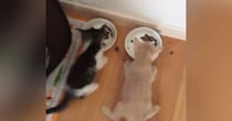 仲良く並んでごはんを食べる『2匹の赤ちゃん猫』を見ていると……可愛すぎる光景に「いつまでも見ていられる」「癒しでしかないｗ」と反響