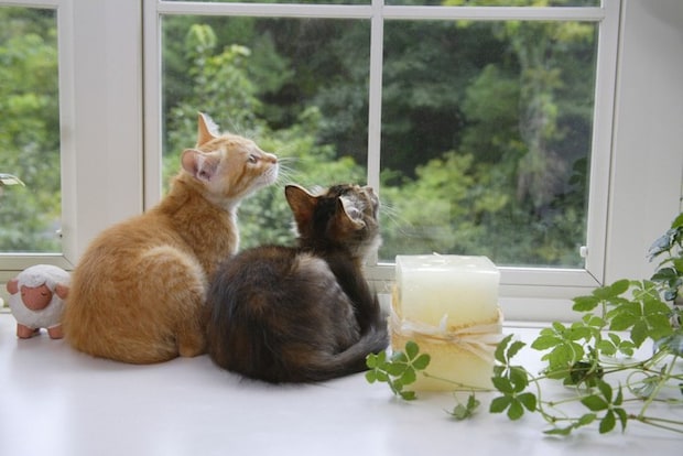 窓辺から外を見ている二匹の子猫