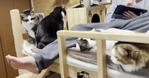 猫部屋で寝る息子を歓迎する猫たち→娘が寝にきた結果…『まさかの展開』に爆笑する人続出「猫に愛されしお兄ちゃんｗ」「ドンマイｗ」