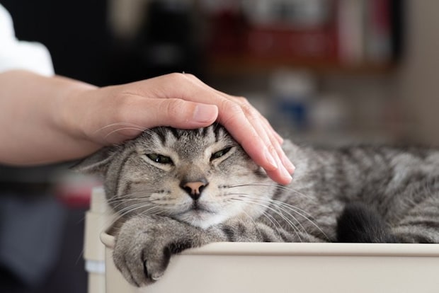 頭をなでられる猫