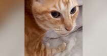 1か月ぶりに帰ってきたお姉ちゃん→久しぶりに会った『猫』に声をかけた結果…まさかの光景が26万再生「猫さんらしいｗ」「可愛すぎｗ」