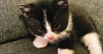 とっても小さかった保護子猫が、『現在』……思わず笑みがこぼれる『成長記録』に「ずっとかわいい」「毎日見たい」と癒される人続出