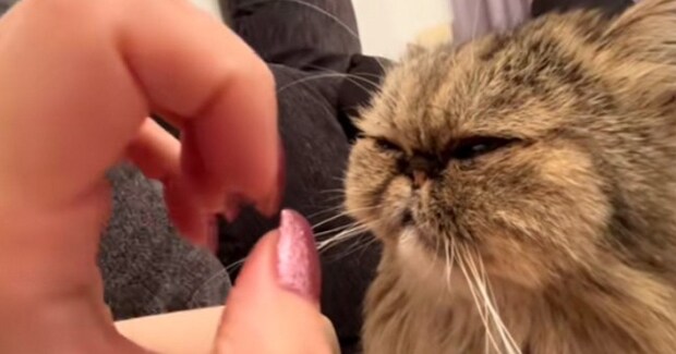 愛猫にデザインを変えた『ネイル』を見せた結果…まさかのリアクションが85万再生「逆に見てない説ｗ」「可愛すぎだろｗ」と爆笑の声