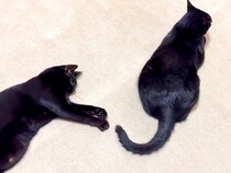 床に寝そべる２匹の黒猫→しっぽを見てみると…想像以上に微笑ましい『０円でできる遊び』に反響「ずっと見ていられる」「物価高対策ｗｗ」