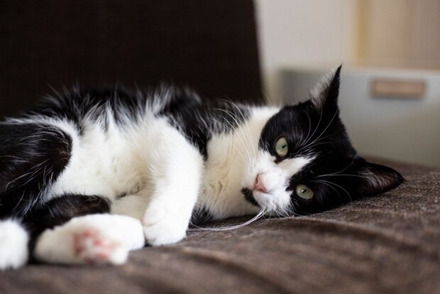 不機嫌そうな猫