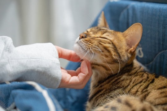 猫の『機嫌がいい』ときにみられる行動5つ　良い気分の見分け方と上手な接し方