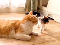 保護された赤ちゃん猫→先住猫の顔を、前足で『ペシペシ』叩いた結果…『100点満点の神対応』に反響「園長先生のような風格」「素晴らしい」