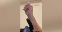 寝転がっていた子猫→目の前で手を『グーパー』してみたら…「過呼吸になるかと思った」尊すぎる反応が59万再生「はあ癒された」と悶絶の声