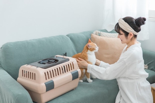 キャリーバッグから出される猫