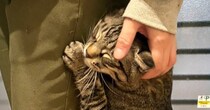 甘えん坊の猫→家族が仕事始めで出かけることに気づくと…まさかの『可愛すぎる瞬間』に10万いいね「てぇてぇ」「行かないでってｗ」