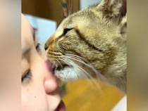 ネコが顔を舐めてきたと思ったら、次の瞬間…完全に想定外な『まさかの愛情表現』が31万再生「斬新で笑った」「おいしい味でもしたのね」
