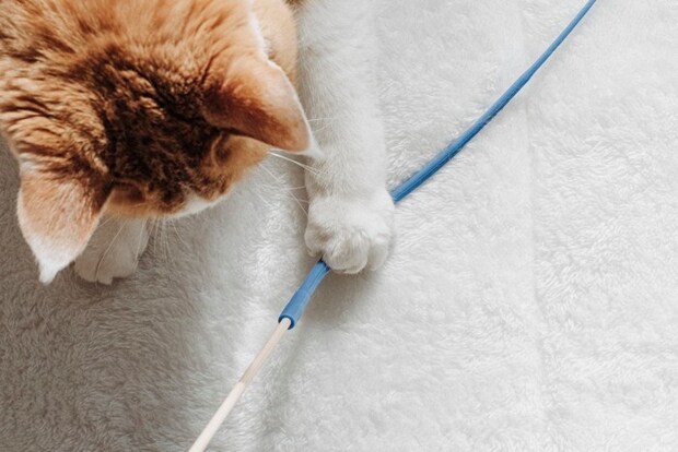 おもちゃを捕まえる猫