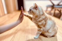 猫が前足で『ちょいちょい』触ってくる理由5つ　どんな意味があるの？上手な応え方まで