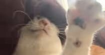 パンをこねるように『グリグリと撫でられるネコ』→嫌がるかと思いきや…まさかの光景が可愛すぎると話題「ネコをコネコネ」「されるがままｗ」