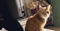 こたつに集まっていた『2匹の猫』を見ると……『まさかの瞬間』に２万いいねの反響「どかしてる最中で草」「お尻が温かいねｗ」と爆笑の声