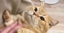 3日ぶりにパパが帰ってきた結果→『猫の反応』は……最高に可愛すぎる『再会の光景』が14万再生「爆音だねｗ」「愛がすごく感じられる」