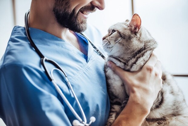 猫を抱く獣医師