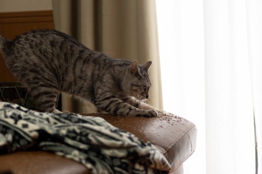 猫が『問題行動』を起こすときの原因5つ 見て見ぬフリは絶対NG?改善策まで解説