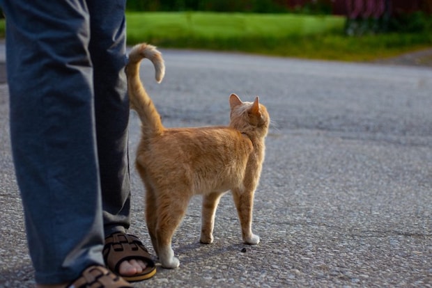 人にすり寄る猫