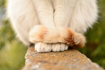 猫の『しっぽ』に備わる3つの役割　実はこんな機能があった？