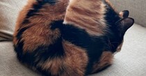 おしり周りを毛づくろいしていた猫→『足』を見ると……「おお受信されておる」「猫様の柔らかさに感嘆」まさかのポーズが11万表示の反響