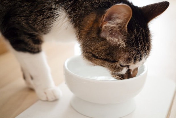 水を飲む猫