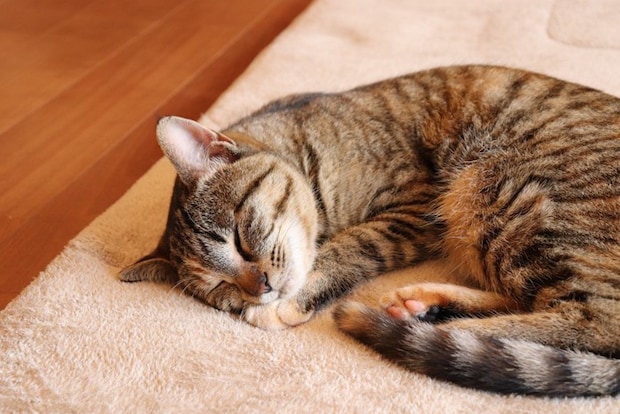 マットの上で寝る猫